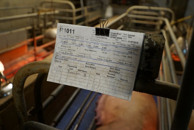 Farrowing record