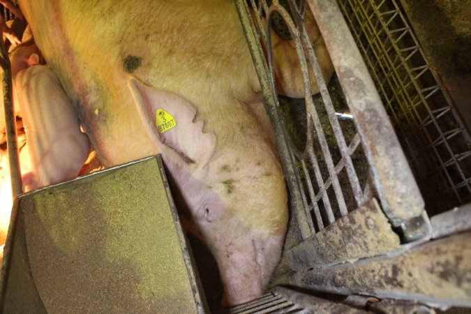 Farrowing crates at St Arnaud Piggery VIC