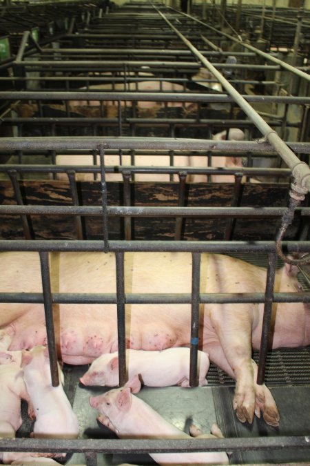 Farrowing crates at Bungowannah Piggery NSW