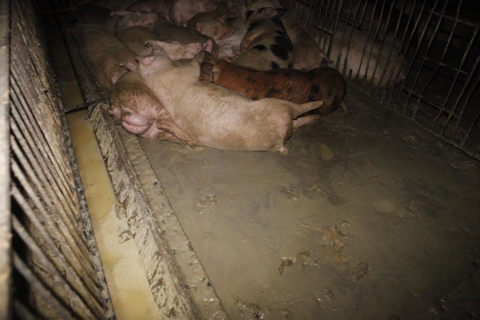 Grower/finisher pigs living in excrement