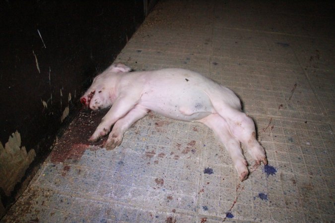 Dead piglet in aisle