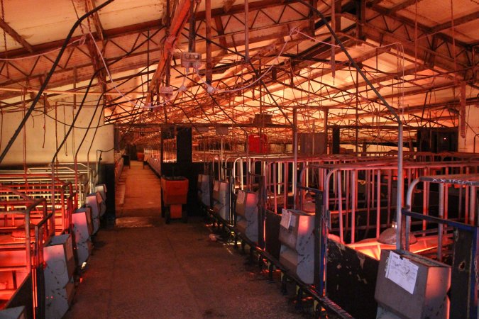 Farrowing crates at Wasleys Tailem Bend Piggery SA