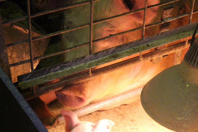 Farrowing crates at St Arnaud Piggery VIC