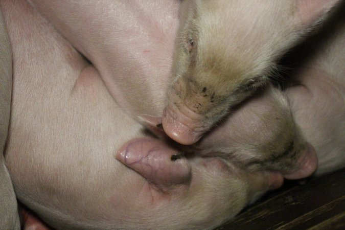 Farrowing crates at Dublin Piggery SA