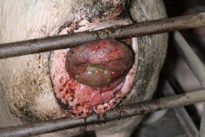 Sow with large painful prolapse