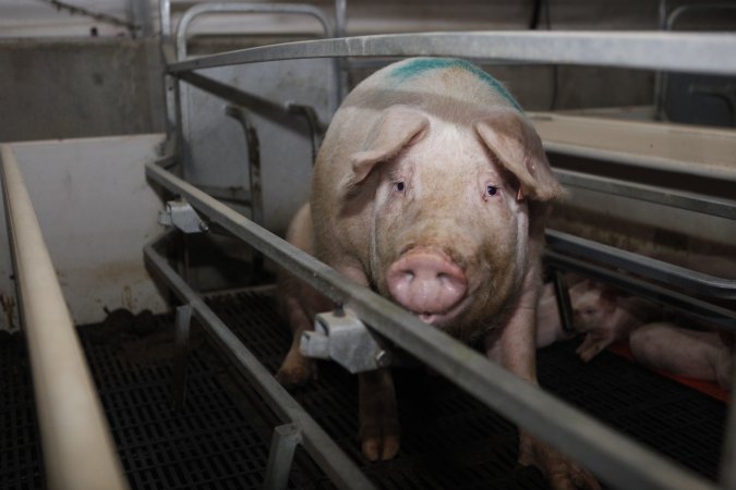 Farrowing crates at Mindarra Piggery WA