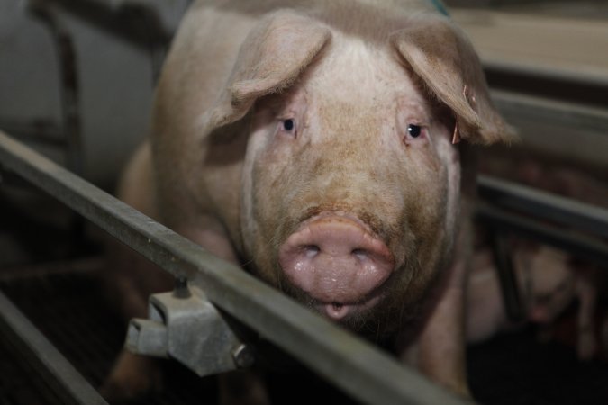 Farrowing crates at Mindarra Piggery WA