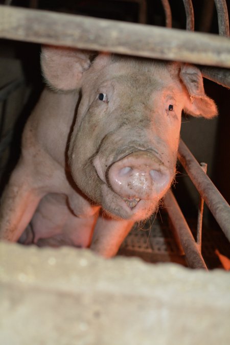 Farrowing crates at Korunye Park Piggery SA