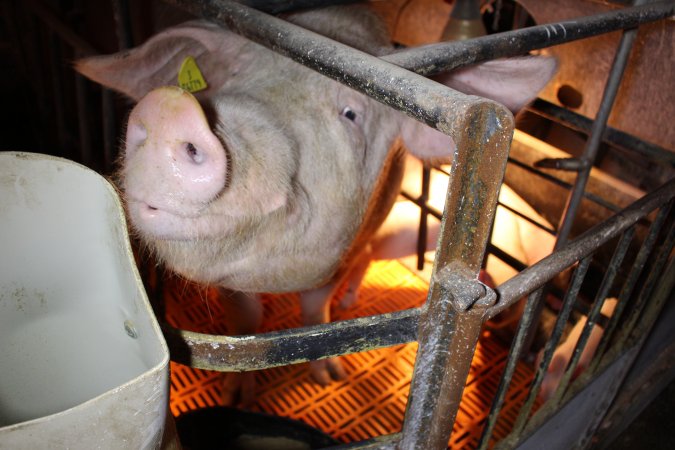 Farrowing crates at Huntly Piggery NSW