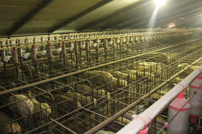Wide view of huge sow stall shed