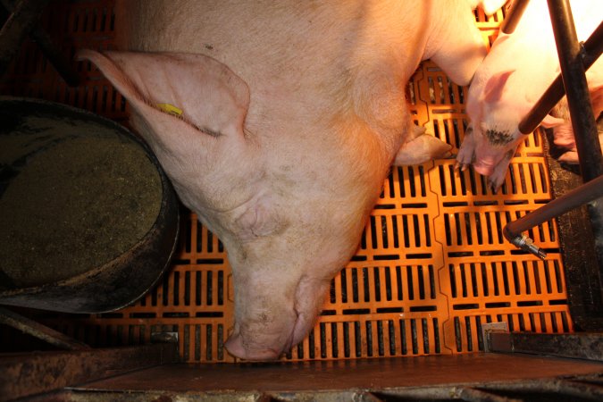 Farrowing crates at Huntly Piggery NSW