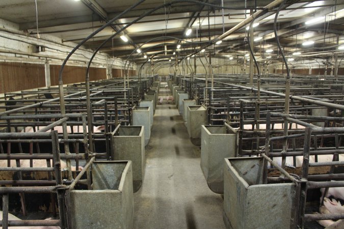 Looking down aisle of farrowing shed
