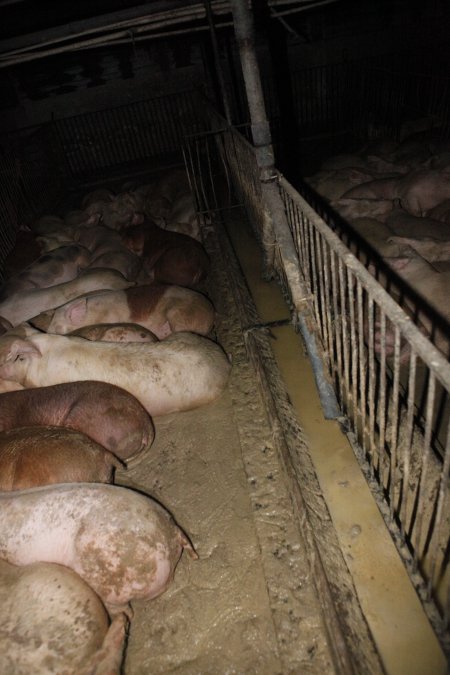 Grower/finisher pigs living in excrement