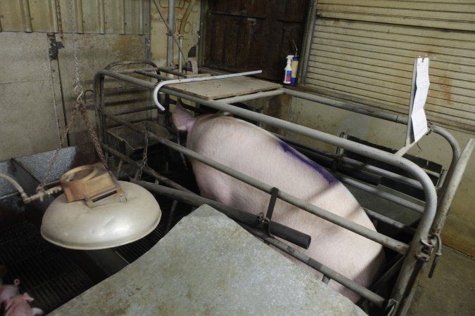 Farrowing crates at Nambeelup Piggery WA