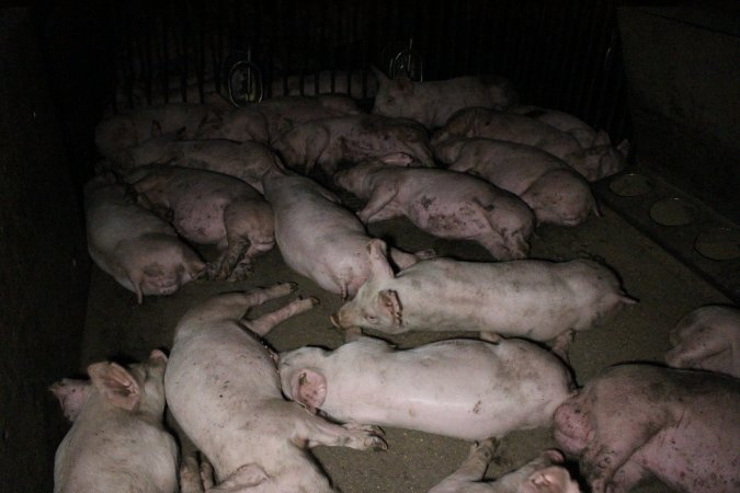 Grower/finisher pigs