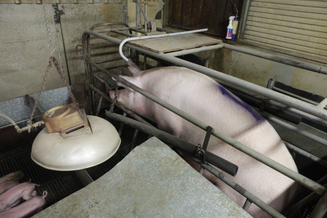 Farrowing crates at Nambeelup Piggery WA