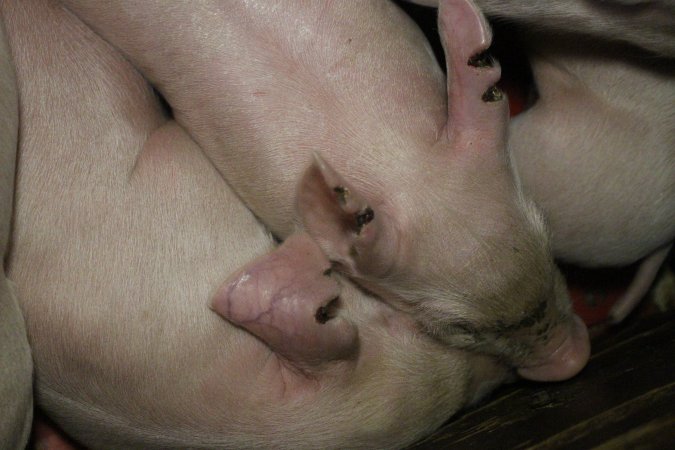 Farrowing crates at Dublin Piggery SA