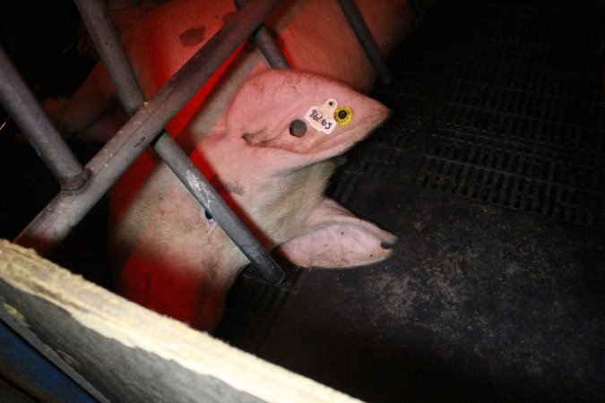 Farrowing crates at Wasleys Tailem Bend Piggery SA