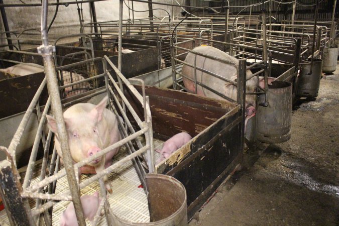 Farrowing crates at Dublin Piggery SA