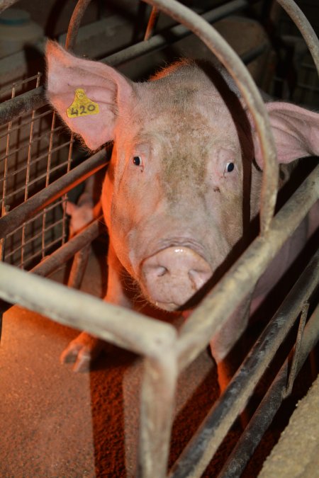 Farrowing crates at Korunye Park Piggery SA