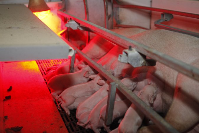 Farrowing crates at Mindarra Piggery WA