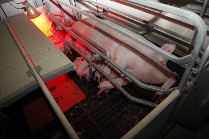 Farrowing crates at Mindarra Piggery WA