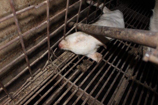 Farrowing crates at Willawa Piggery NSW