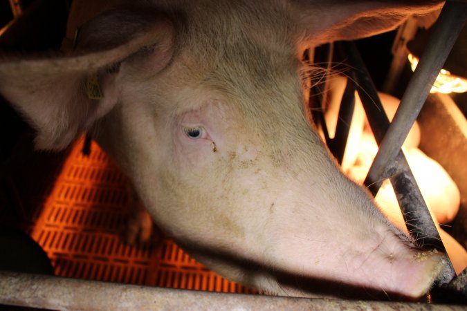 Farrowing crates at Huntly Piggery NSW