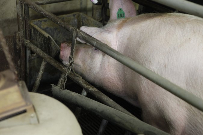 Farrowing crates at Nambeelup Piggery WA