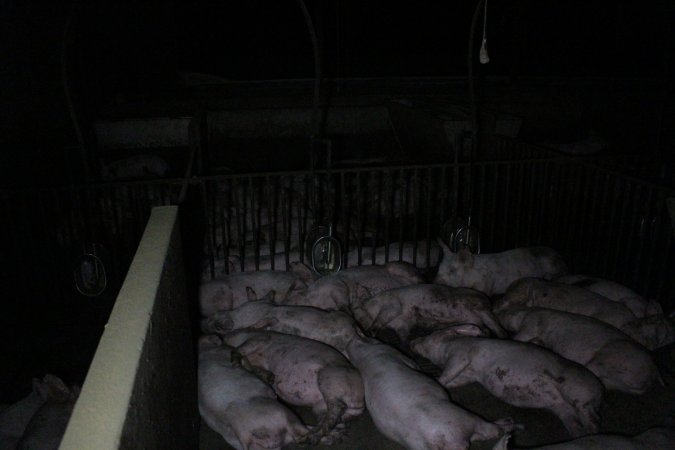 Grower/finisher pigs