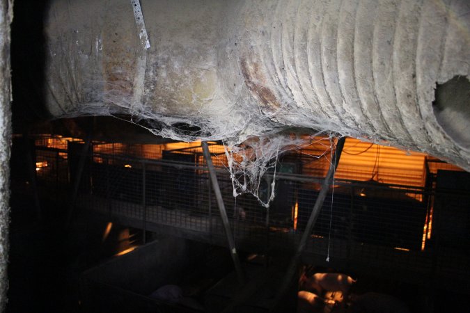 Farrowing crates at Willawa Piggery NSW