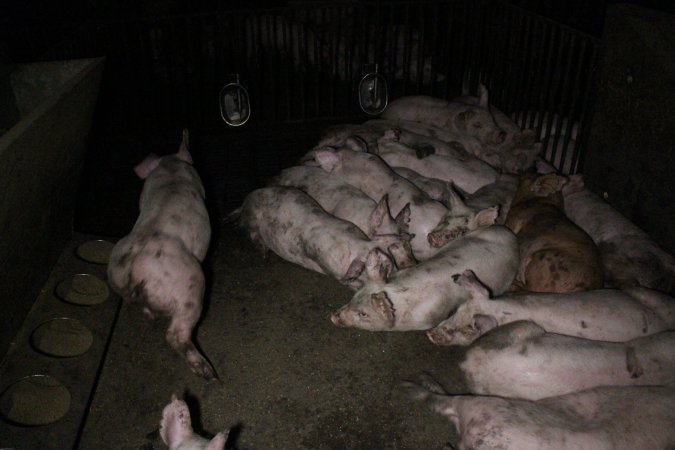 Grower/finisher pigs