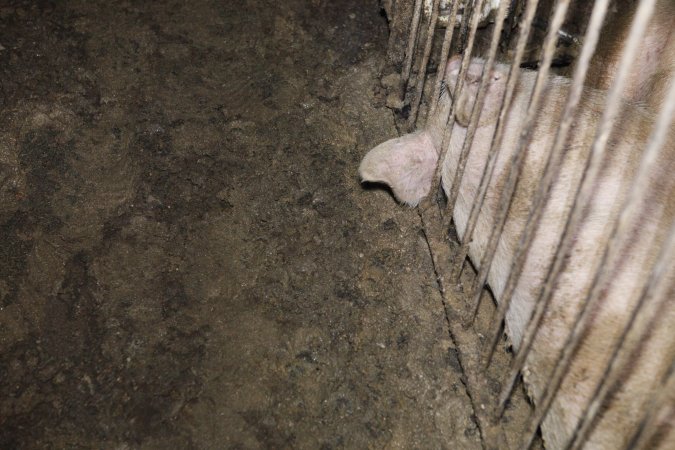 Grower/finisher pigs at Narrogin Piggery WA