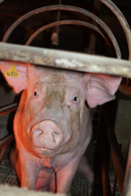 Farrowing crates at Korunye Park Piggery SA