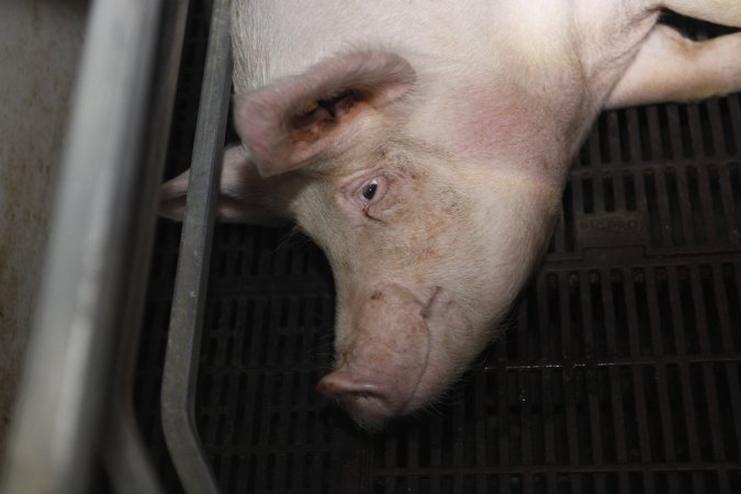 Farrowing crates at Mindarra Piggery WA