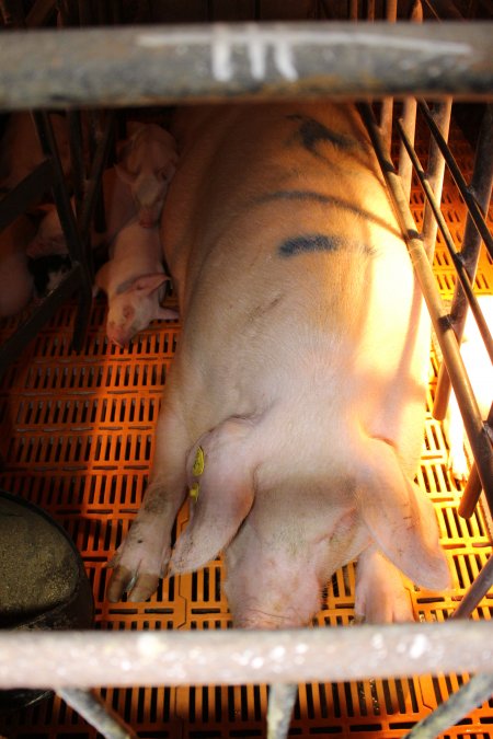 Farrowing crates at Huntly Piggery NSW