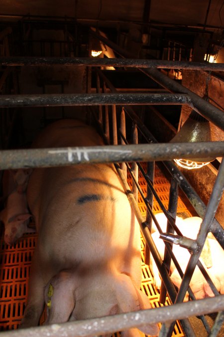 Farrowing crates at Huntly Piggery NSW