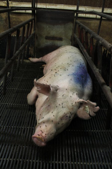 Farrowing crates at Bungowannah Piggery NSW