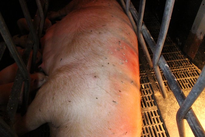 Farrowing crates at Wasleys Tailem Bend Piggery SA