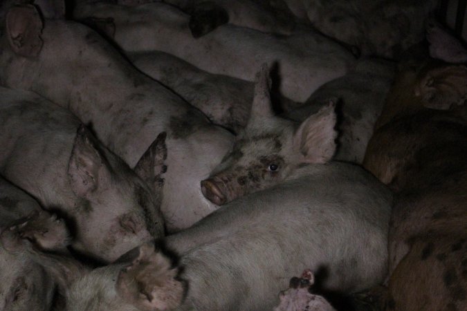 Grower/finisher pigs