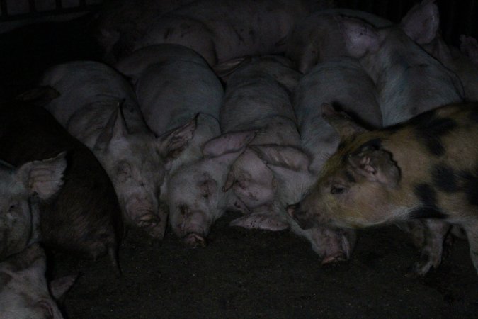 Grower/finisher pigs