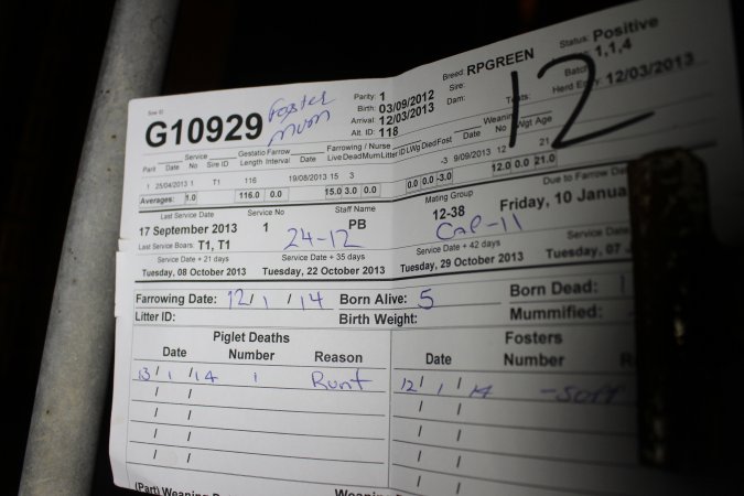 Farrowing record
