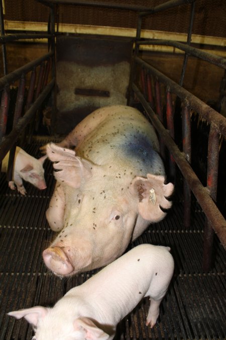 Farrowing crates at Bungowannah Piggery NSW