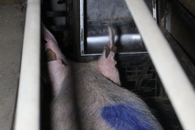 Farrowing crates at Deni Piggery NSW