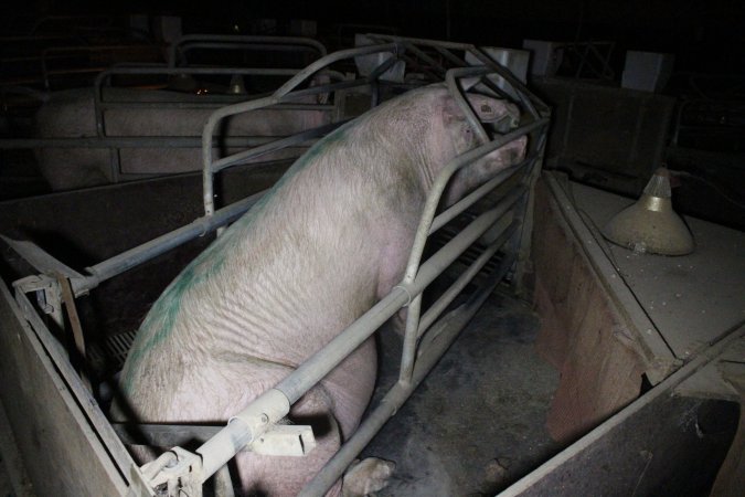 Farrowing crates at Deni Piggery NSW