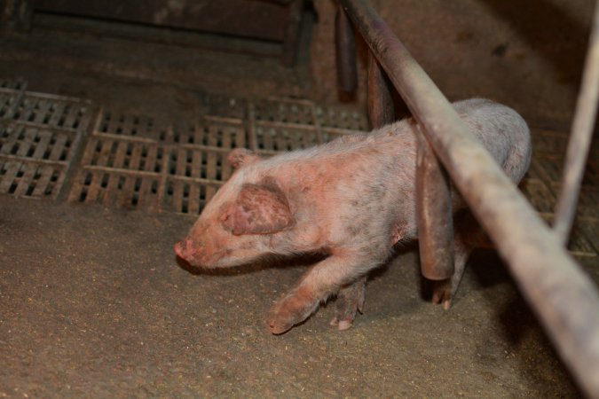 Piglets with mange