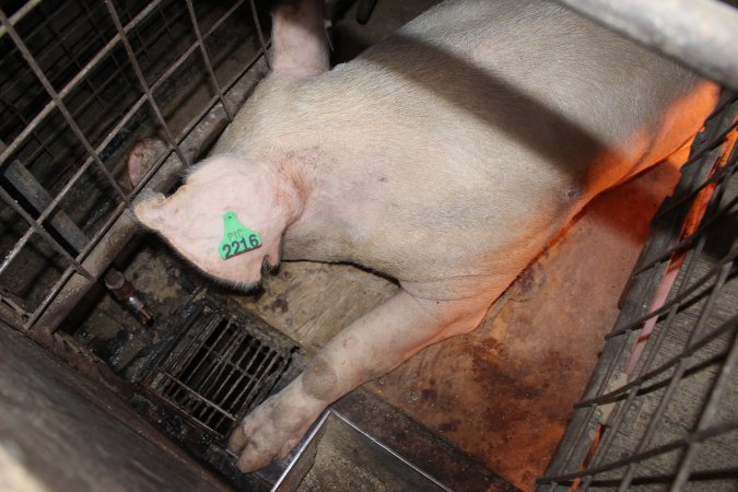 Farrowing crates at Willawa Piggery NSW