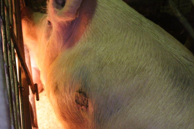 Farrowing crates at St Arnaud Piggery VIC