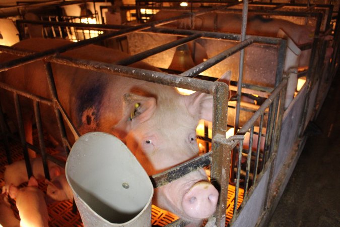 Farrowing crates at Huntly Piggery NSW