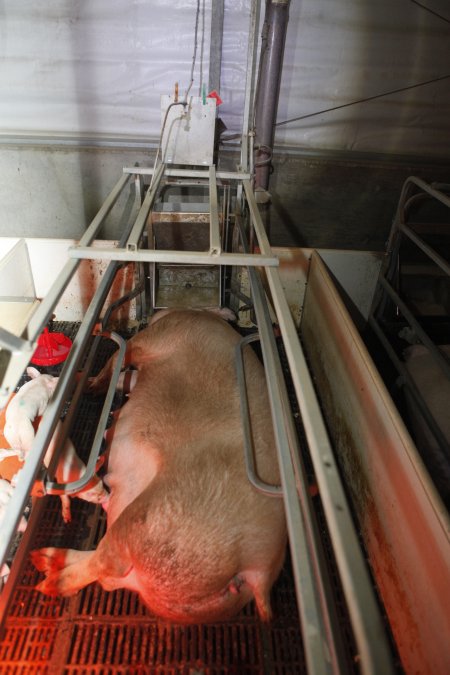 Farrowing crates at Mindarra Piggery WA